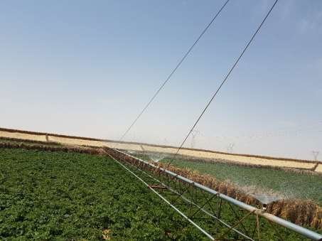 L’Etat mise sur l’agriculture saharienne pour assurer la sécurité alimentaire