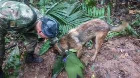 Quatre enfants, dont un bébé, ont survécu seuls 15 jours après un crash!