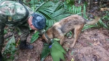 Quatre enfants, dont un bébé, ont survécu seuls 15 jours après un crash!