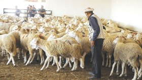 موالون يطالبون بالفتح المبكر لأسواق الأضاحي لكسر الأسعار