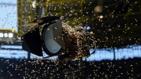 بِالفيديو والصّور: نحل في البطولة الألمانية!