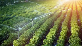 هولندا تريد الاستثمار بالقطاع الفلاحي في الجزائر