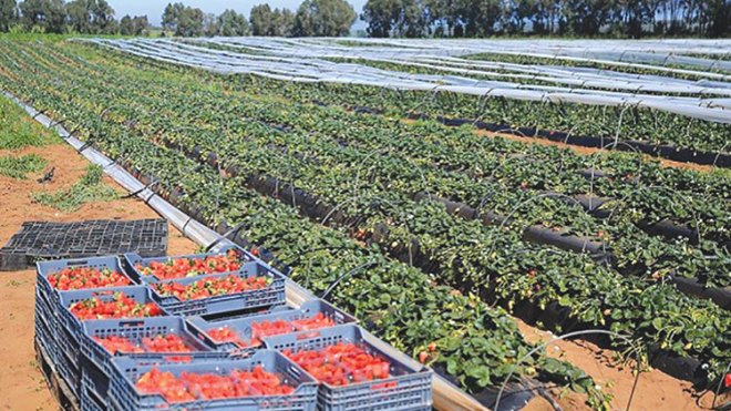 بعث التعاونيات الفلاحية والمزارع النموذجية لتحقيق الأمن الغذائي