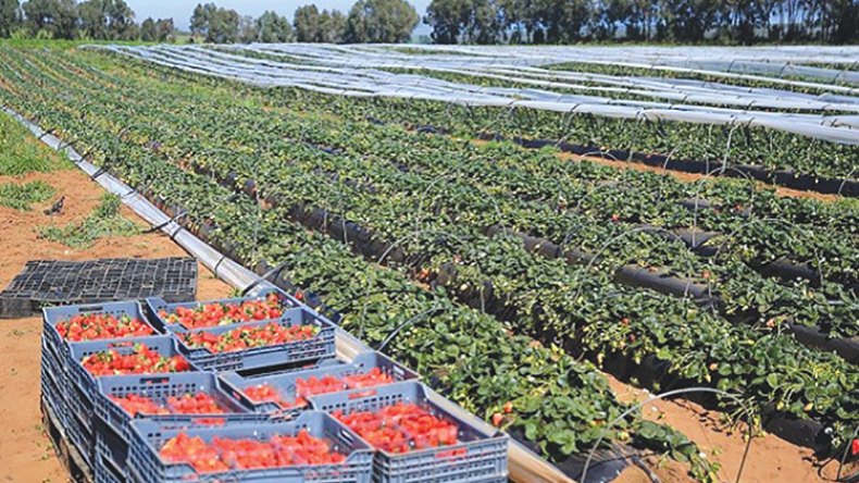 بعث التعاونيات الفلاحية والمزارع النموذجية لتحقيق الأمن الغذائي