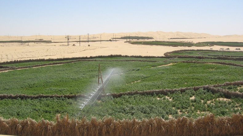 وزارة الفلاحة: فتح منصة رقمية للمستثمرين في الزراعة بالجنوب