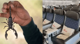 مسافرة تتعرض للدغة عقرب في الجو