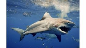 Une autre attaque mortelle de requin en Nouvelle-Calédonie