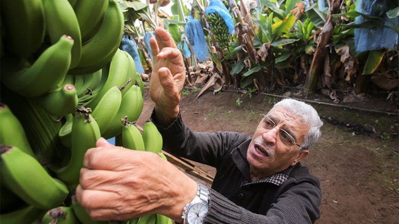 فلاحون يخوضون تحدي زراعة الموز والمانجا في الجزائر