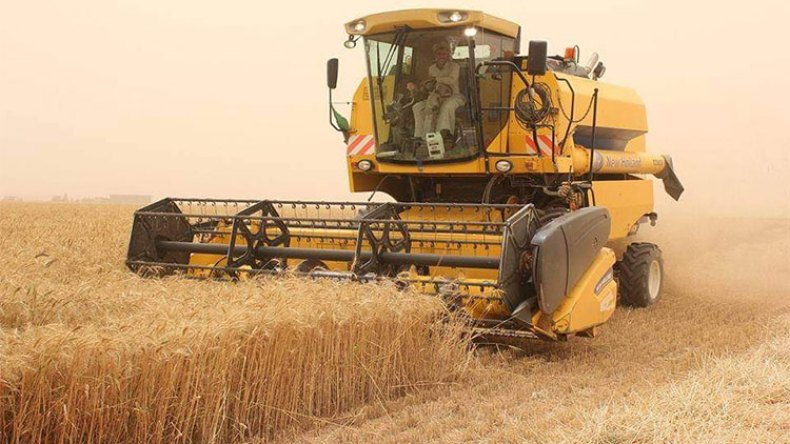 الإنتاج العربي من الحبوب لا يلبي سوى 42 بالمائة من الاحتياجات