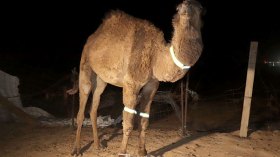 الشرائط العاكسة لتفادي حوادث الجمال السائبة بالصحراء