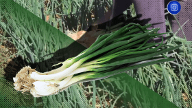 النعامة: عملية جني البصل.. وفرة في المنتوج رغم قلة المساحات