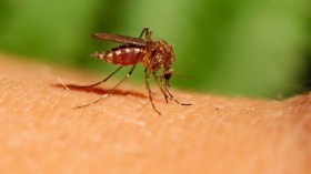 دراسات تكشف كيف يحدد البعوض ضحاياه ومن أكثر عرضة للسع؟