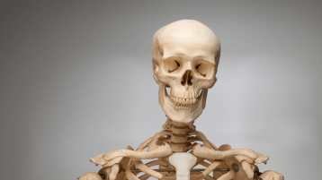 تأملات في الهيكل العظمي للإنسان