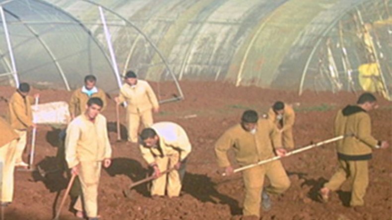 محيطات فلاحية قرب السجون لتكوين المحبوسين