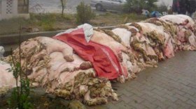 مساحة موحدة للذبح وحاويات كبيرة لاستقبال “الهيدورة” بالعاصمة