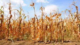 الجفاف يهدد محاصيل زراعية بأمراض جديدة
