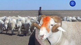 مع إقتراب عيد الأضحى.. موالون من سيدي بلعباس يطالبون بالحصول على حصتهم من الشعير