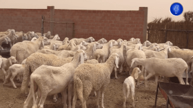 هذه مواصفات “كبش” أولاد جلال .. أكبر سلالات الماشية في الجزائر