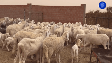 هذه مواصفات “كبش” أولاد جلال .. أكبر سلالات الماشية في الجزائر