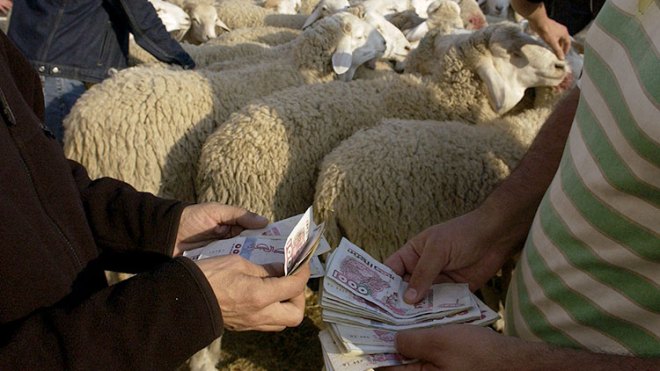 السماسرة سيرفعون أسعار الأضاحي إلى مستويات جنونية