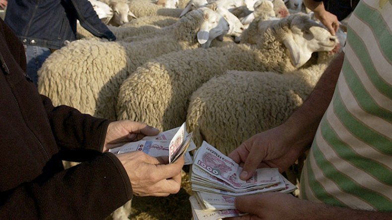 السماسرة سيرفعون أسعار الأضاحي إلى مستويات جنونية