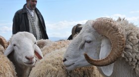 تراجع المواشي بمليون سنتيم وموّالون مستبشرون بالأمطار