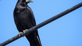 هل يَخطف غُراب الصهاينة قطة المسلمين؟