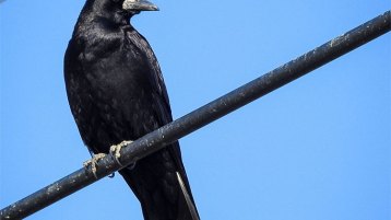 هل يَخطف غُراب الصهاينة قطة المسلمين؟