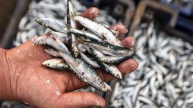 سردين غير مكتمل النمو بالأسواق