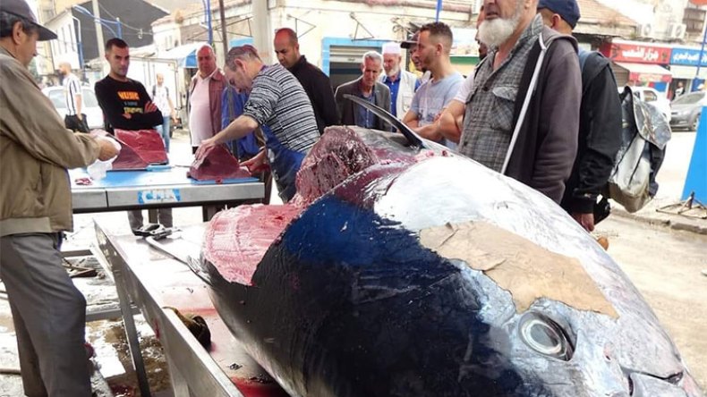 سمكة التونة تجتاح الأرصفة والأسعار ستتراجع إلى 900 دج للكلغ