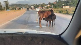 قطعان البقر والجمال والكلاب الضالة.. خطر داهم على الطرق السريعة