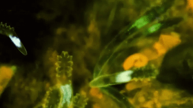 بالفيديو: كائنات دقيقة تعيش على وجوهنا وتضع بيضها على المسام