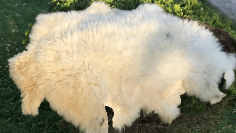 باتنة تجمع 30 ألف قطعة من جلود الأضاحي