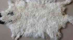 عملية جمع جلود الأضاحي.. 4 توصيات من وزارة الصناعة