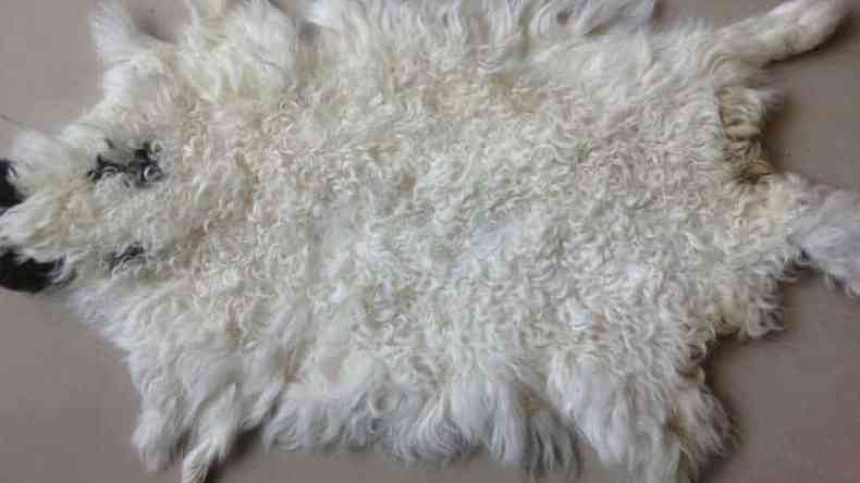 عملية جمع جلود الأضاحي.. 4 توصيات من وزارة الصناعة