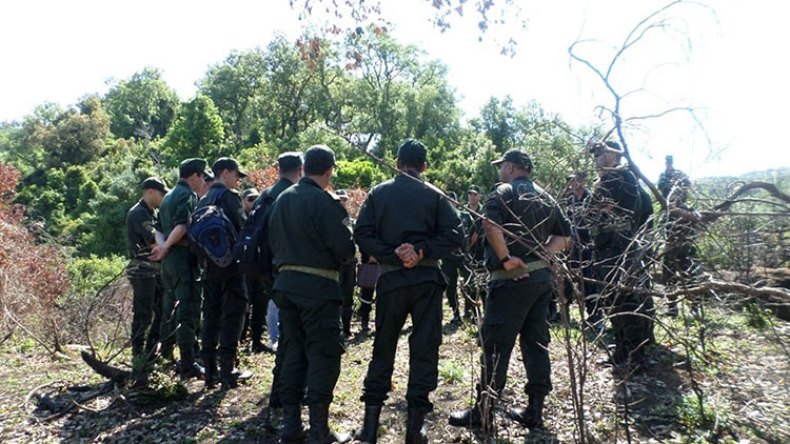 تسليح أعوان الغابات للتصدّي لناهبي أملاك الدولة