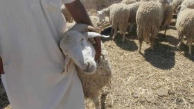 غلاء الأضاحي يحرج المحسنين ويعلّق أهداف الجمعيات الخيرية