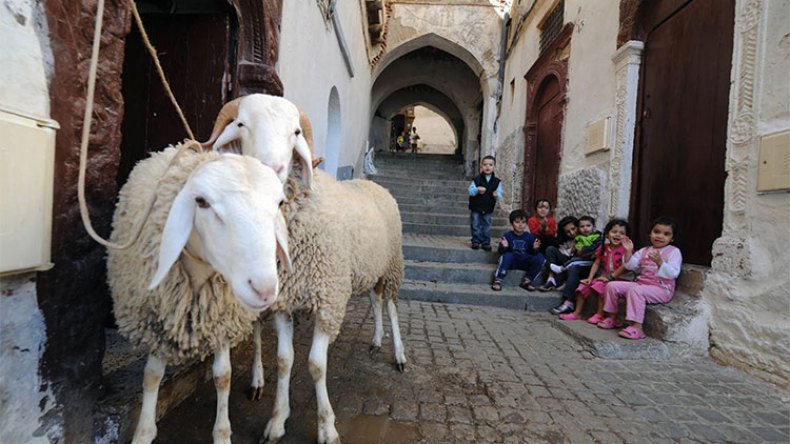 عيد الأضحى سيكون الأربعاء 28 جوان