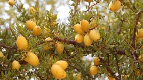 هيئة جديدة لتطوير زراعة شجرة الأرقان في الجزائر