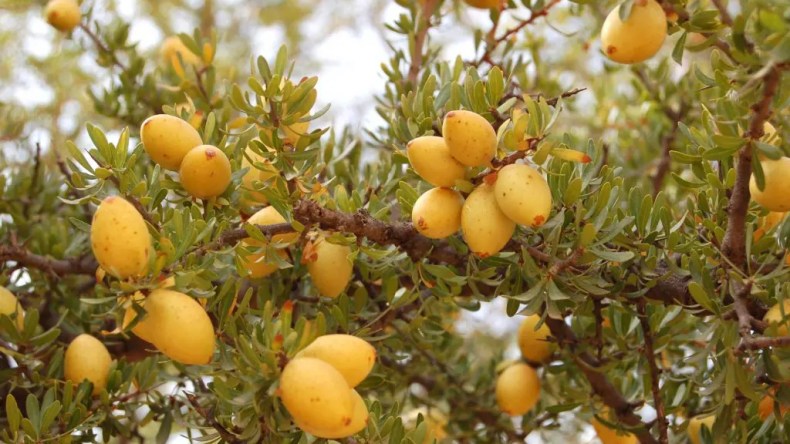 هيئة جديدة لتطوير زراعة شجرة الأرقان في الجزائر