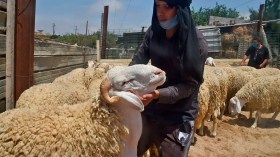 مدير مؤسسة اللحوم الحمراء: السماسرة هم سبب ارتفاع أسعار “الكباش” (فيديو)