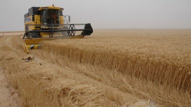 Italian Giant Obtains Concession for Grain Production in Algeria