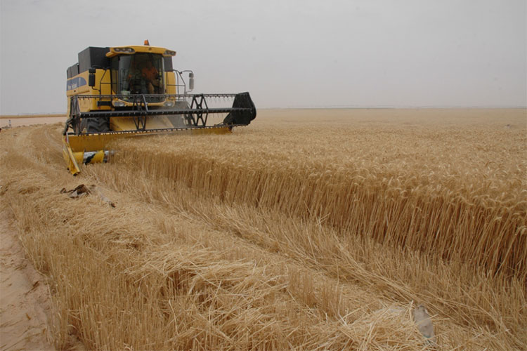 Italian Giant Obtains Concession for Grain Production in Algeria