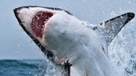 هذه آخر المستجدات في قضية الشاب الروسي ضحية القرش بمصر!