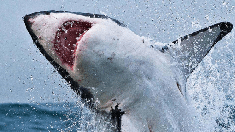 هذه آخر المستجدات في قضية الشاب الروسي ضحية القرش بمصر!