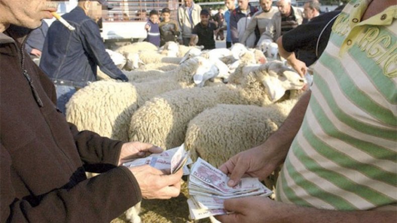 طوارئ تحسبا لمحاولات تداول العملة المزيفة بأسواق الماشية