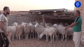 ورقلة: توزيع 60 أضحية على الأيتام عشية عيد الأضحى