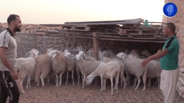 ورقلة: توزيع 60 أضحية على الأيتام عشية عيد الأضحى