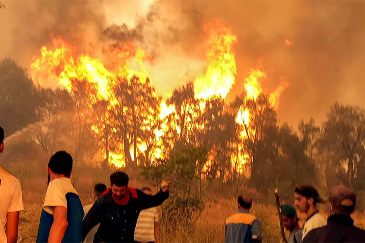 Life Imprisonment For People Involved in Deliberately Burning Forests