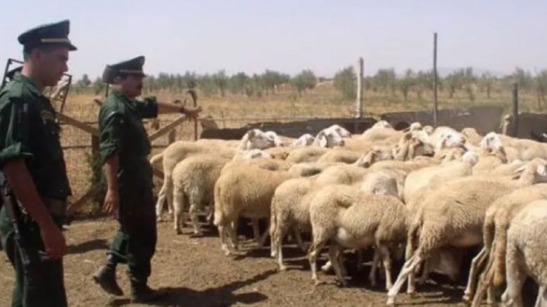 تفكيك عصابة لسرقة الأضاحي بقالمة